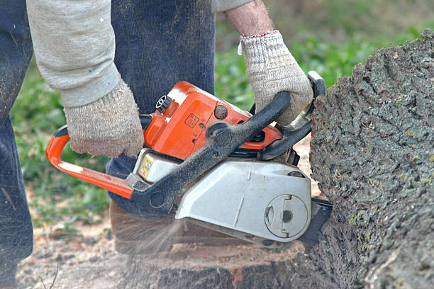 Best Tree and Shrub Care  in Gananda, NY