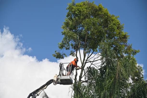 Best Tree Risk Assessment  in Gananda, NY